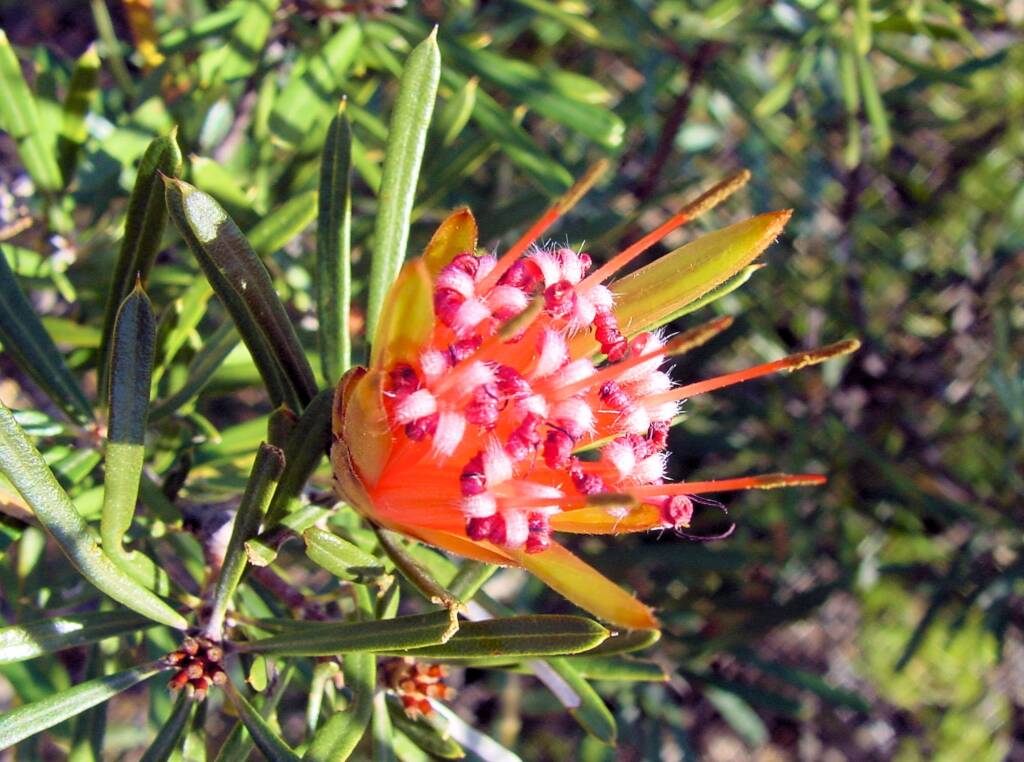 Mountain Devil (Lambertia formosa), Blue Mountains, NSW