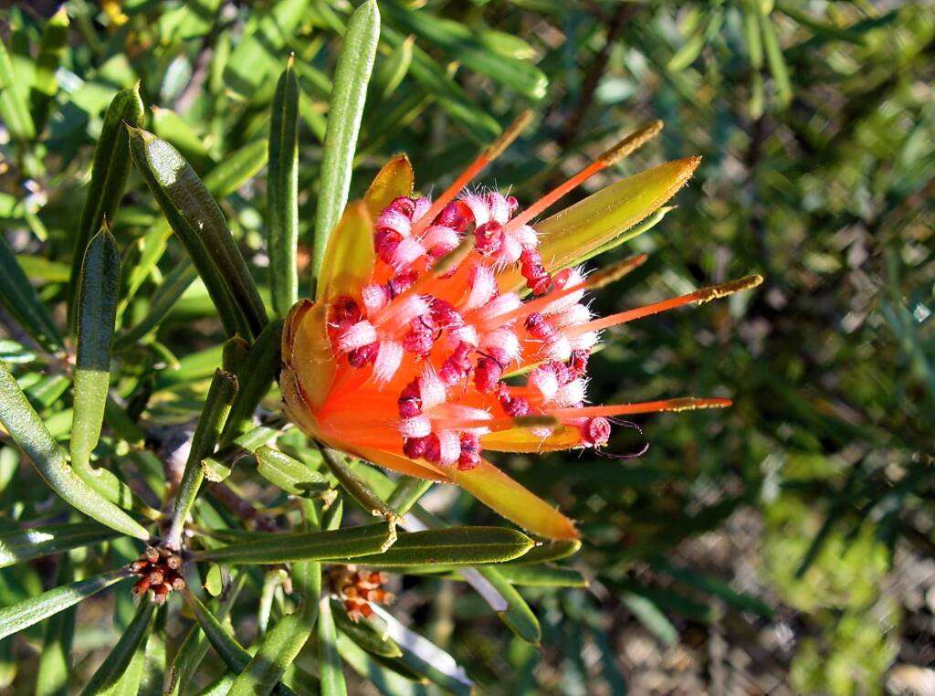 Mountain Devil (Lambertia formosa), Blue Mountains NSW