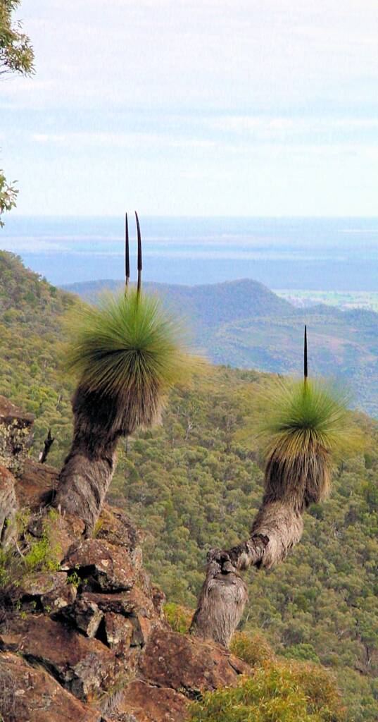 Grass Trees (Xanthorrea spp.), Mt Kaputar National Park