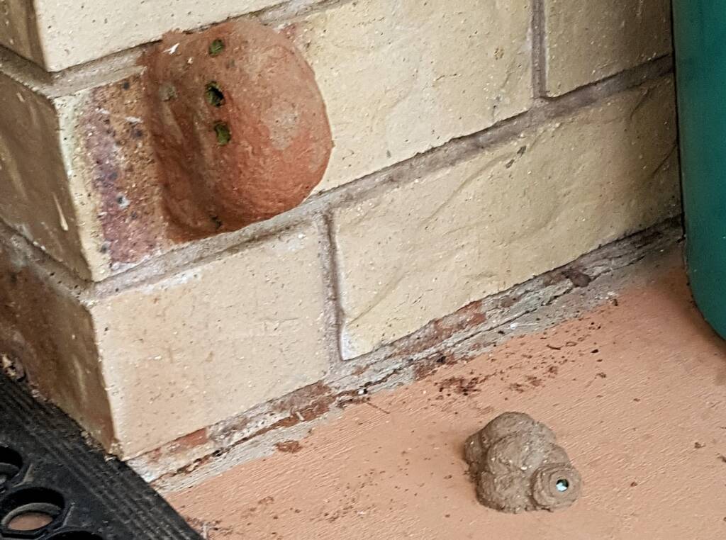 Nests of the Mud Wasp (Delta latreillei formerly Eumenes latreilli), Alice Springs, NT