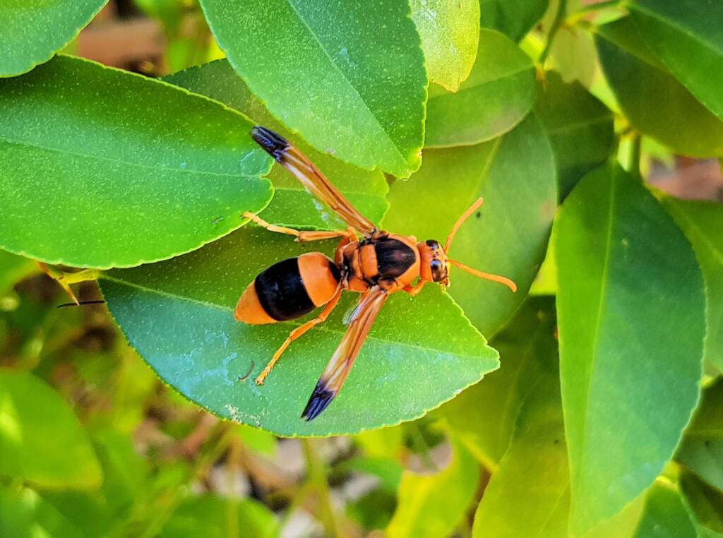 Mud Wasp (Abispa ephippium), Alice Springs, NT