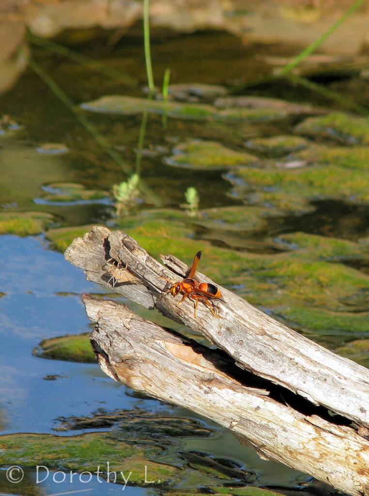 Mud Wasp (Eumenes latreilli), Alice Springs Desert Park