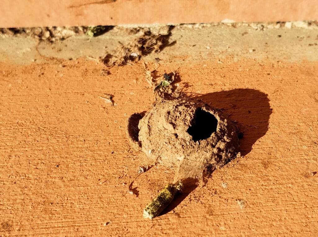 Nest of the Mud Wasp (Eumenes latreilli)