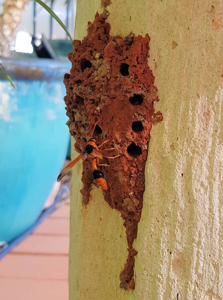 Potter Wasp (Eumenes latreilli) at mud nest, Alice Springs