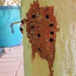 Potter Wasp (Eumenes latreilli) at mud nest, Alice Springs