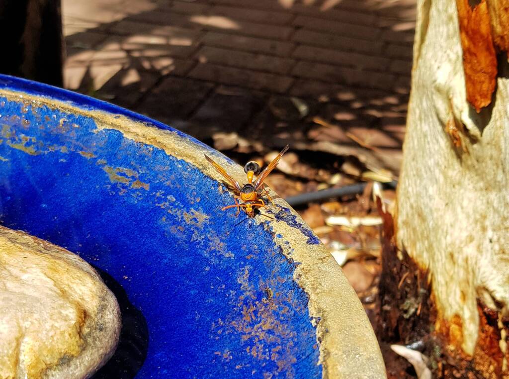 Mud Wasp (Eumenes latreilli), Alice Springs