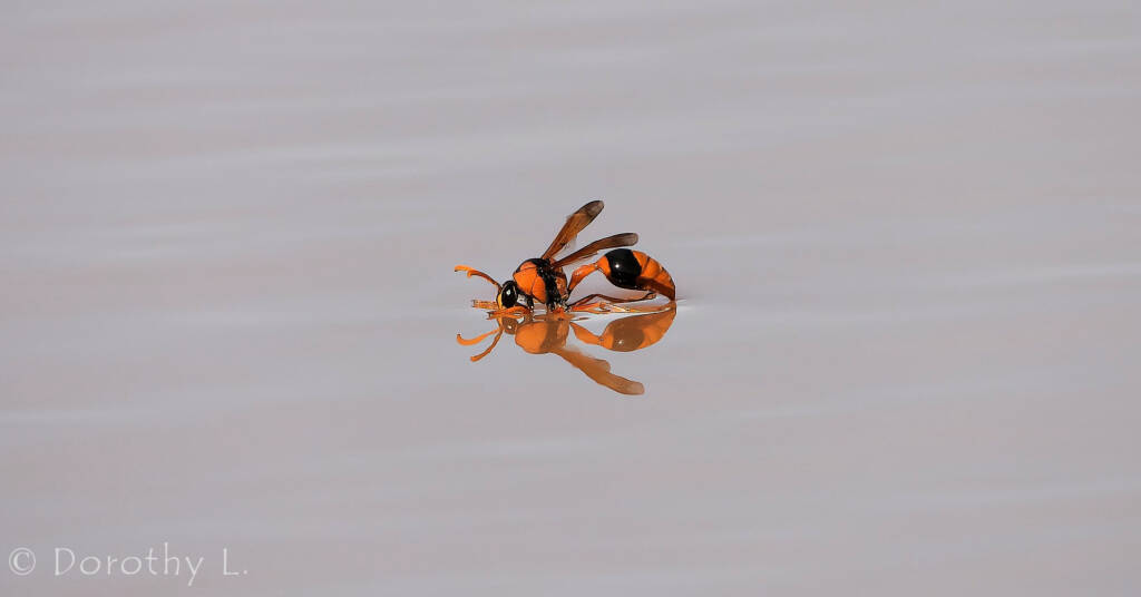 Potter Wasp (Eumenes latreilli), Kunoth Bore, NT