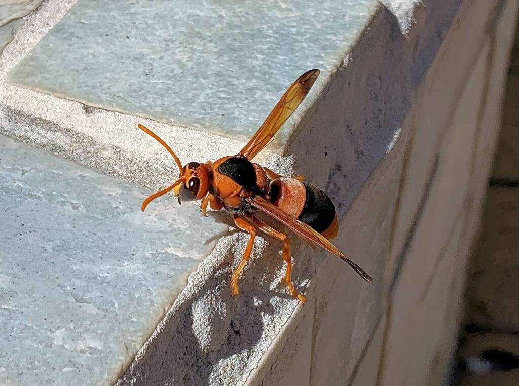 Potter Wasp (Eumenes latreilli), Alice Springs, NT