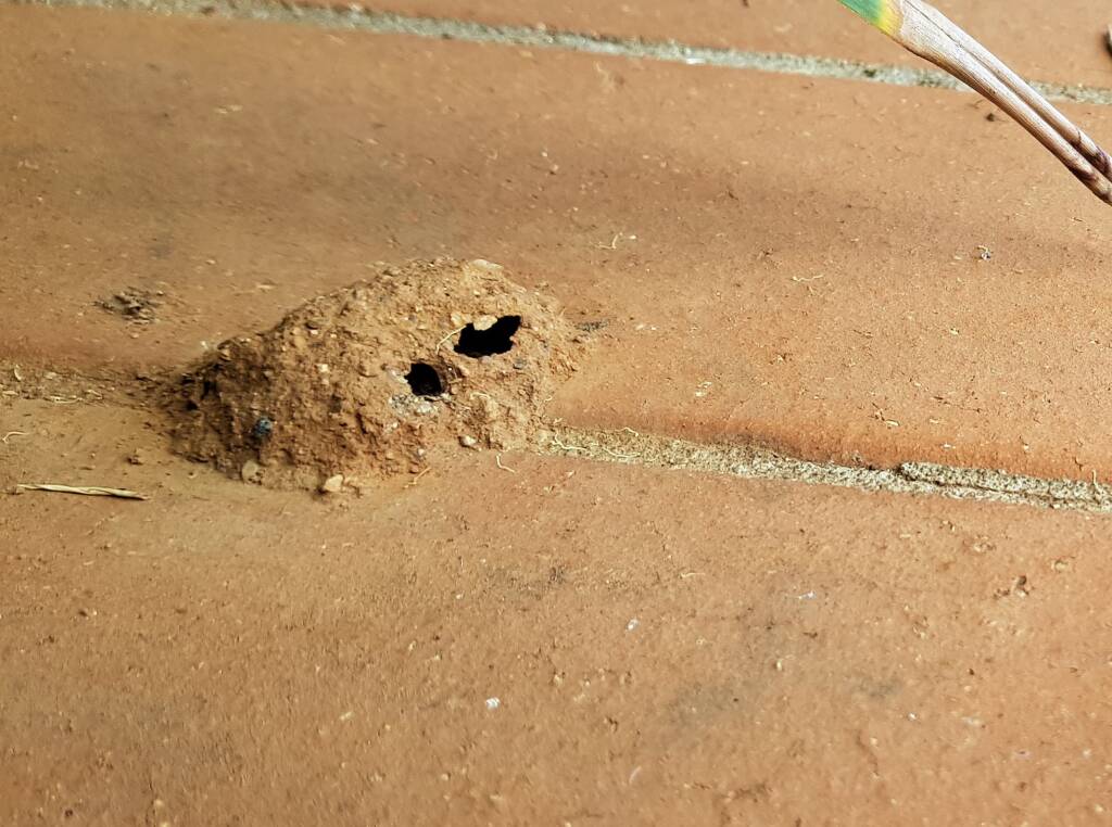 Mud nest of Potter Wasp (Eumenes spp), Alice Springs