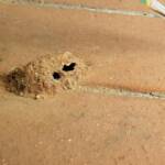 Mud nest of Potter Wasp (Eumenes spp), Alice Springs