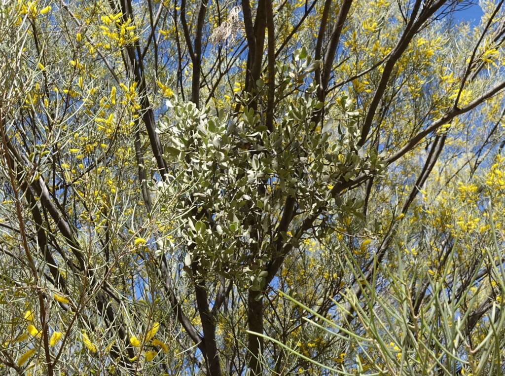 Mulga (Acacia aneura) with mistletoe, possibly Amyema maidenii subsp. maidenii