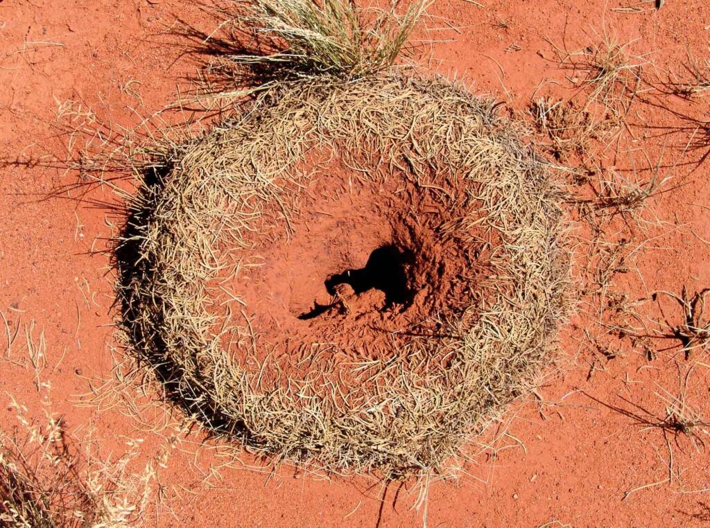 Mulga Ant (Polyrhachis macropa) nest, Stuart Highway, north of Alice Springs