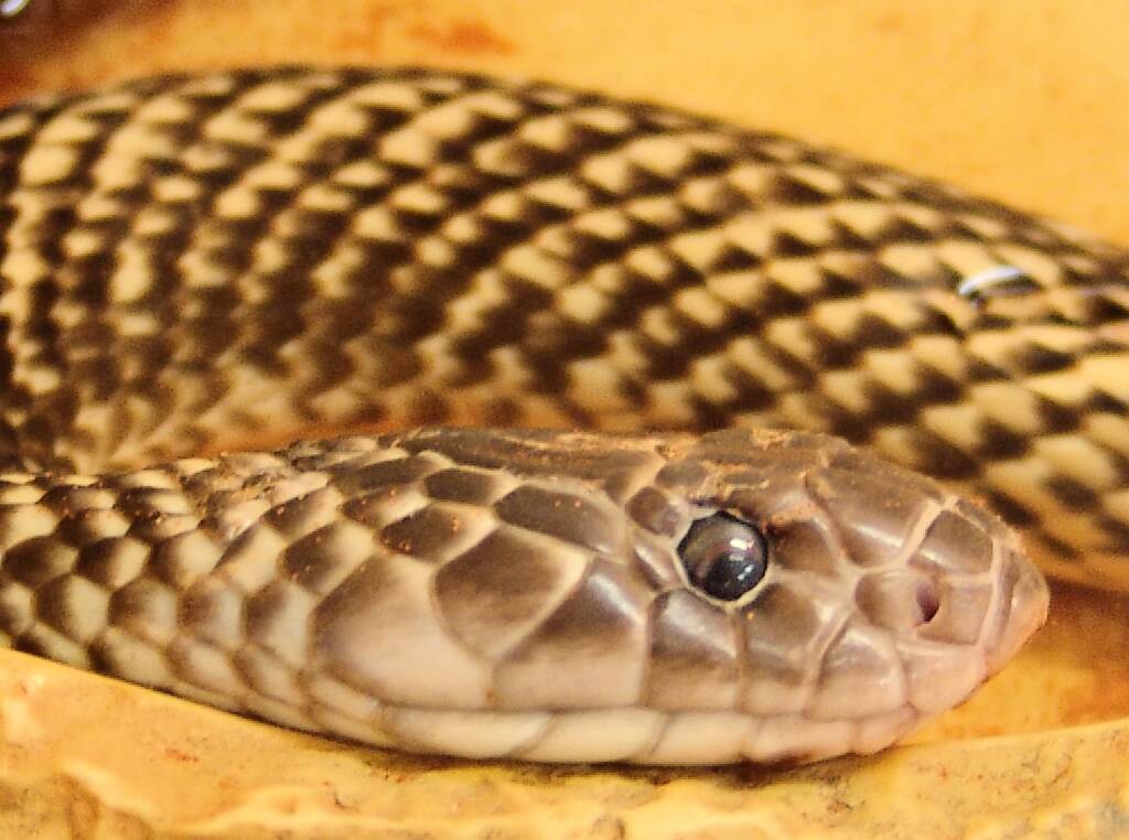 Mulga Snake - King Brown (Pseudechis australis), Alice Springs Reptile Centre