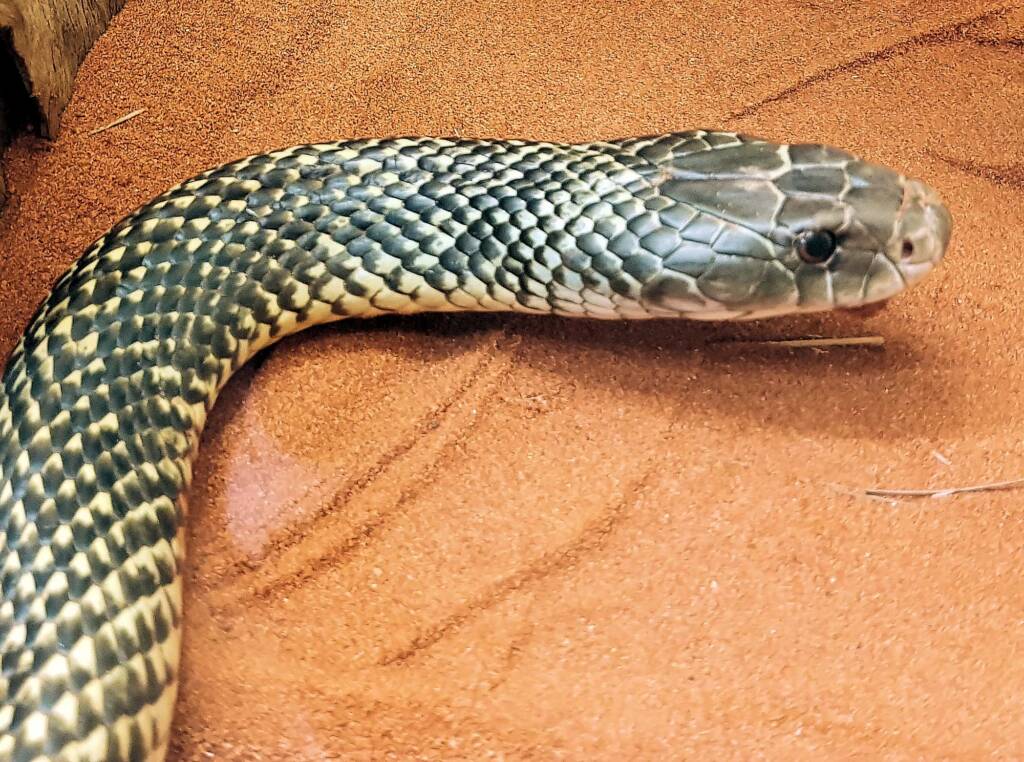 Mulga Snake - King Brown (Pseudechis australis), Alice Springs Reptile Centre