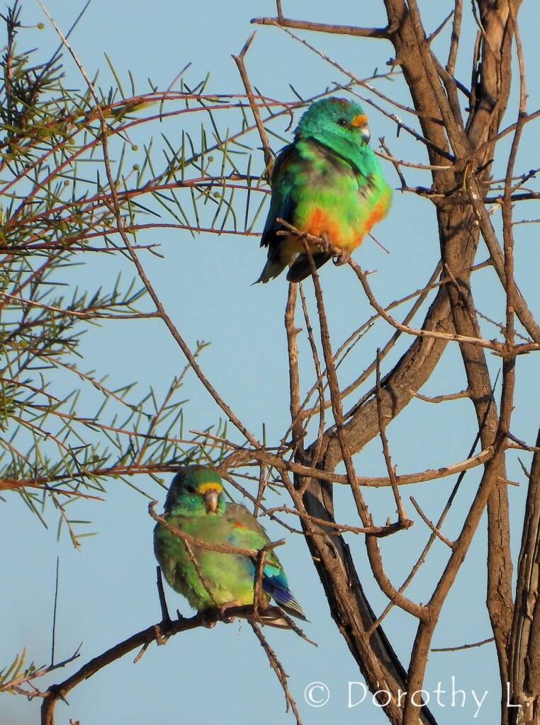 Mulga Parrots (Psephotellus varius)