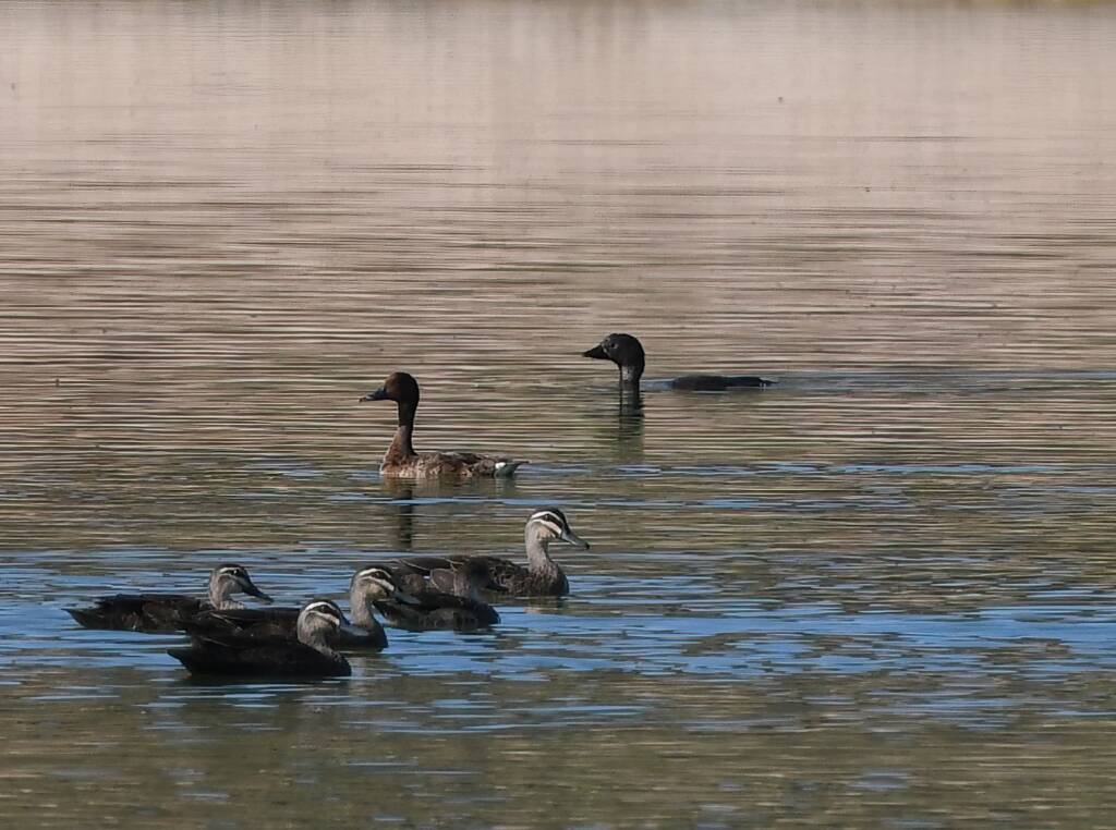 Pacific Black Ducks, Grey Teal, Hardhead and Musk Duck, Alice Springs Sewerage Ponds NT © Dorothy Latimer