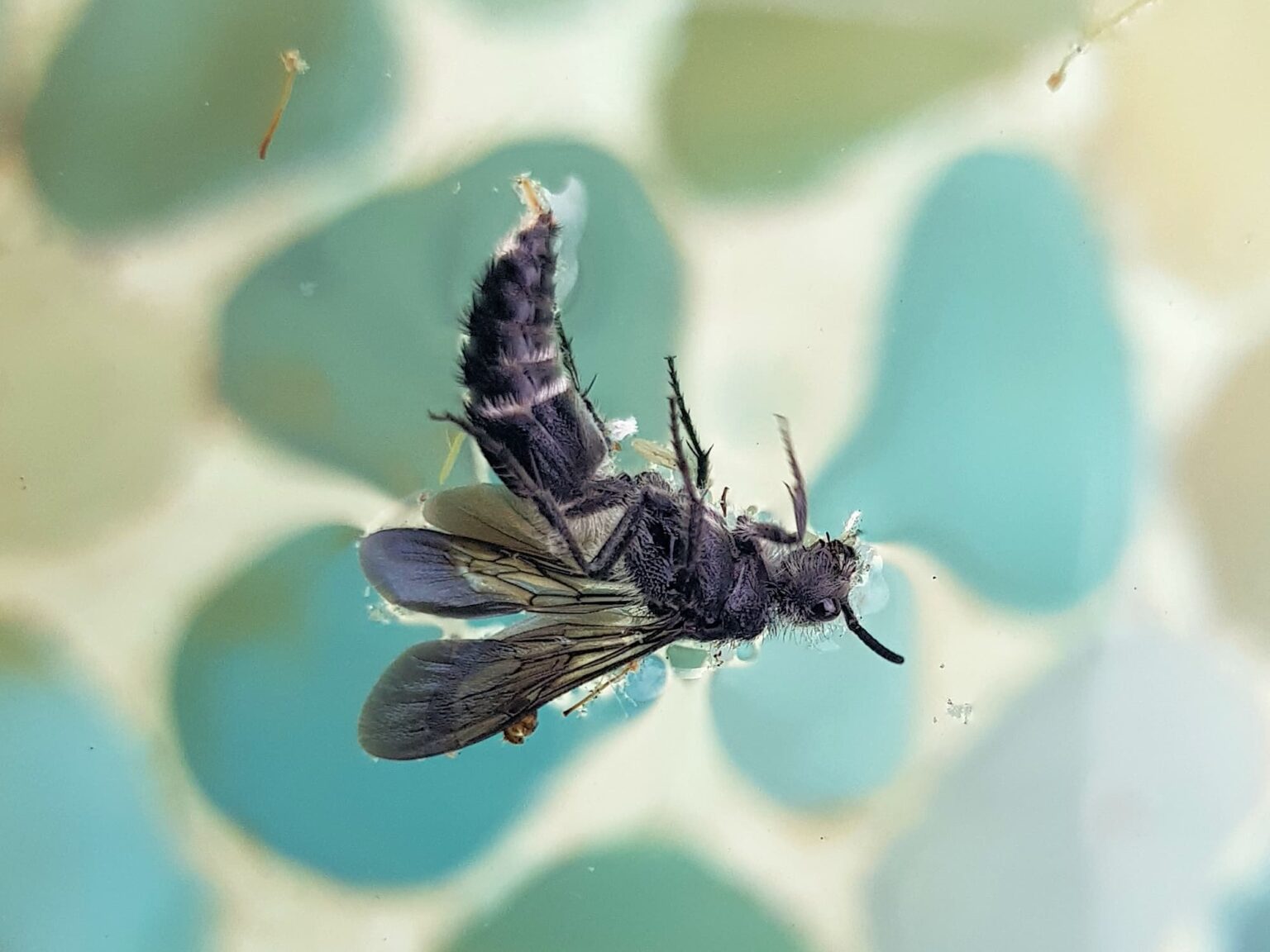 Alice Springs Bug Life – Ausemade