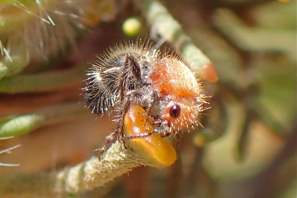Velvet Ants (family Mutillidae), Geraldton, Midwest WA © Gary Taylor