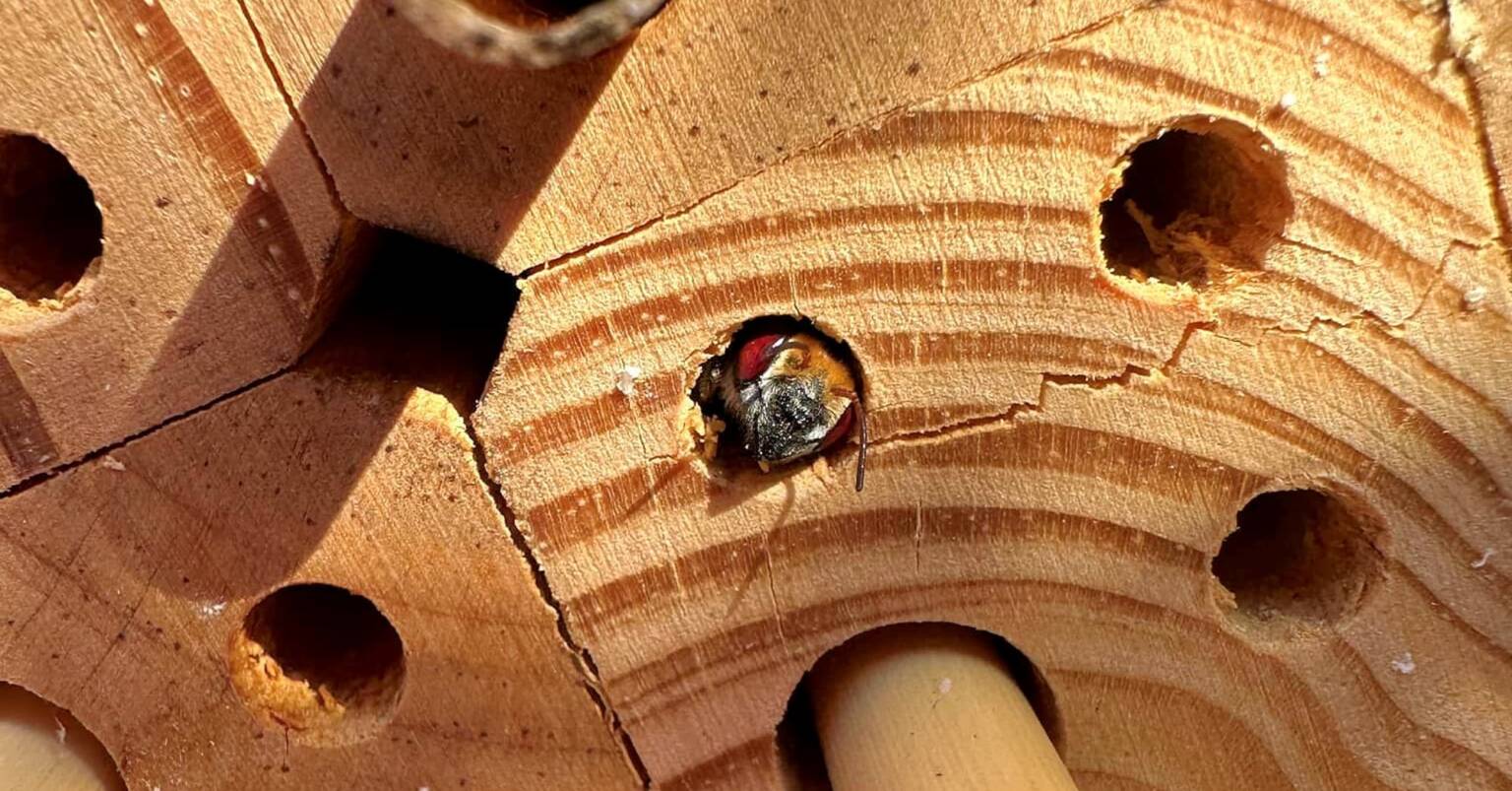 My new bee hotel has a TENANT! © Annette Fraser-Dunn