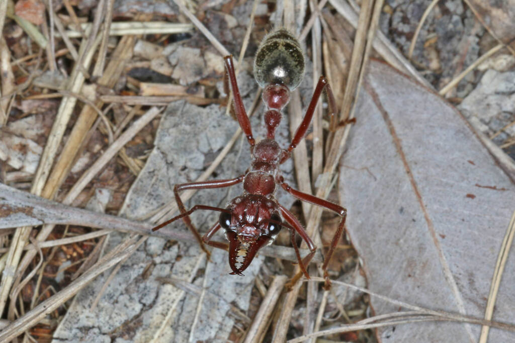 Myrmecia brevinoda (Nocturnal Bull Ant), Ballandean QLD © Marc Newman