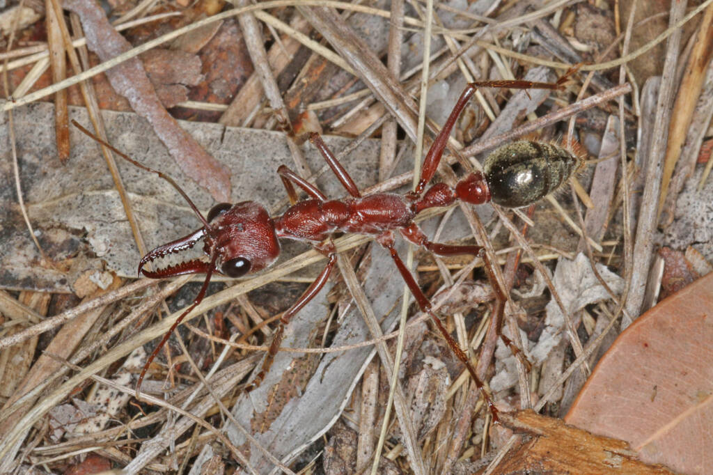 Myrmecia brevinoda (Nocturnal Bull Ant), Ballandean QLD © Marc Newman