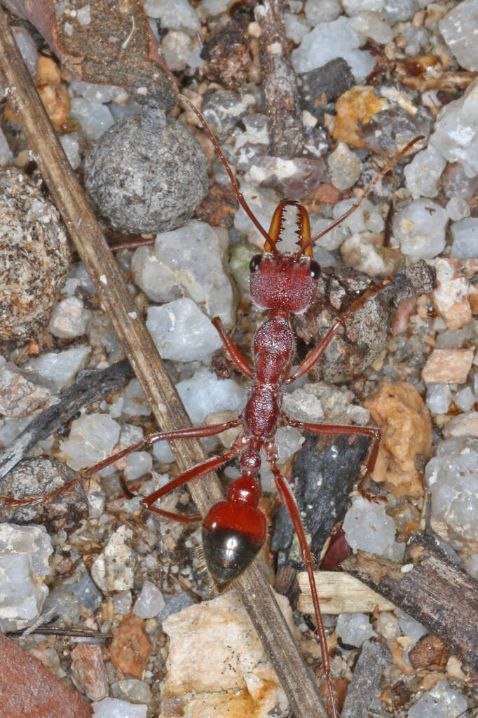 Myrmecia gulosa (Bull Ant), Ballandean QLD © Marc Newman