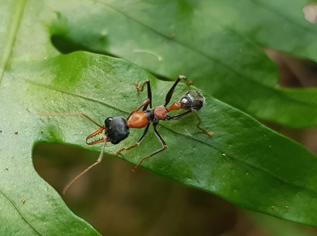 Jumper Ant (Myrmecia nigrocincta), Stony Range Botanic Garden NSW