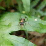 Jumper Ant (Myrmecia nigrocincta), Stony Range Botanic Garden NSW