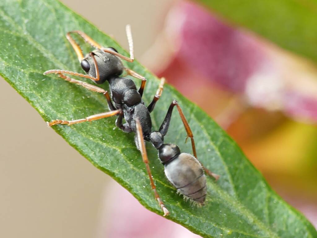 Jack Jumper Ant (Myrmecia pilosula), Belair SA © Marianne Broug
