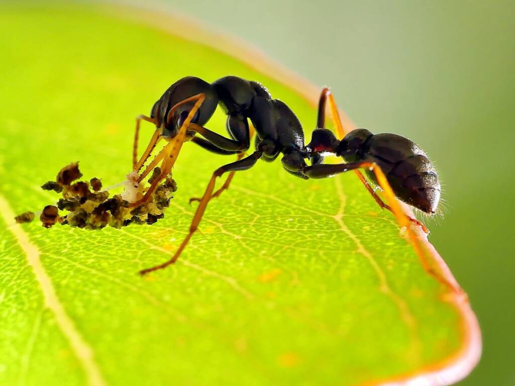 Jack Jumper Ant (Myrmecia pilosula), Belair SA © Marianne Broug