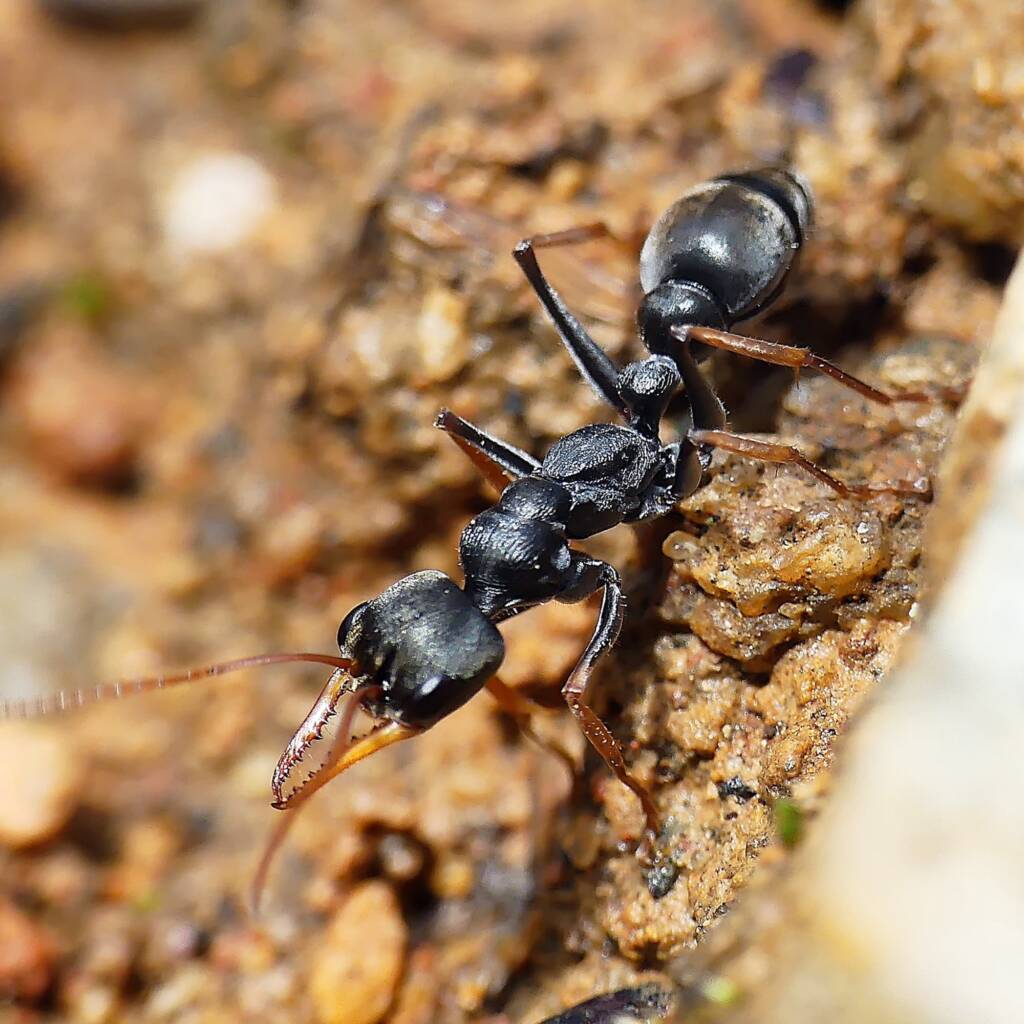 Jack Jumper Ant (Myrmecia pilosula), Crafers - Bridgewater SA © Marianne Broug