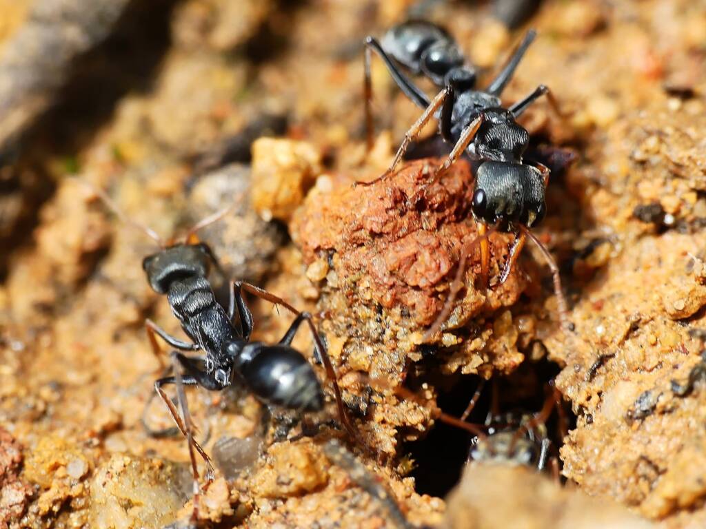 Jack Jumper Ant (Myrmecia pilosula), Crafers - Bridgewater SA © Marianne Broug
