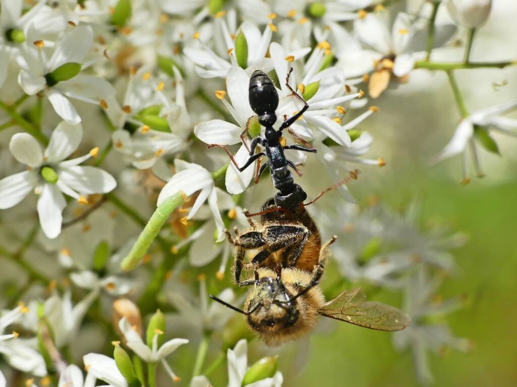 Jack Jumper Ant (Myrmecia pilosula) with European Honeybee on flowering Bursaria spinosa, Belair SA © Marianne Broug