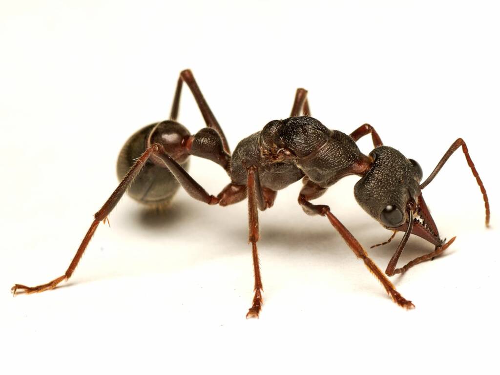 Myrmecia pyriformis (Inch Ant), Acton ACT © Tony Eales
