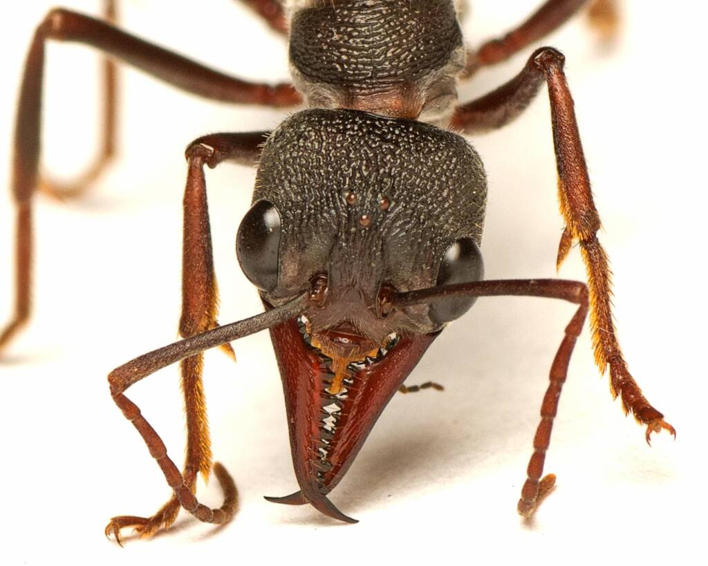 Myrmecia pyriformis (Inch Ant), Acton ACT © Tony Eales