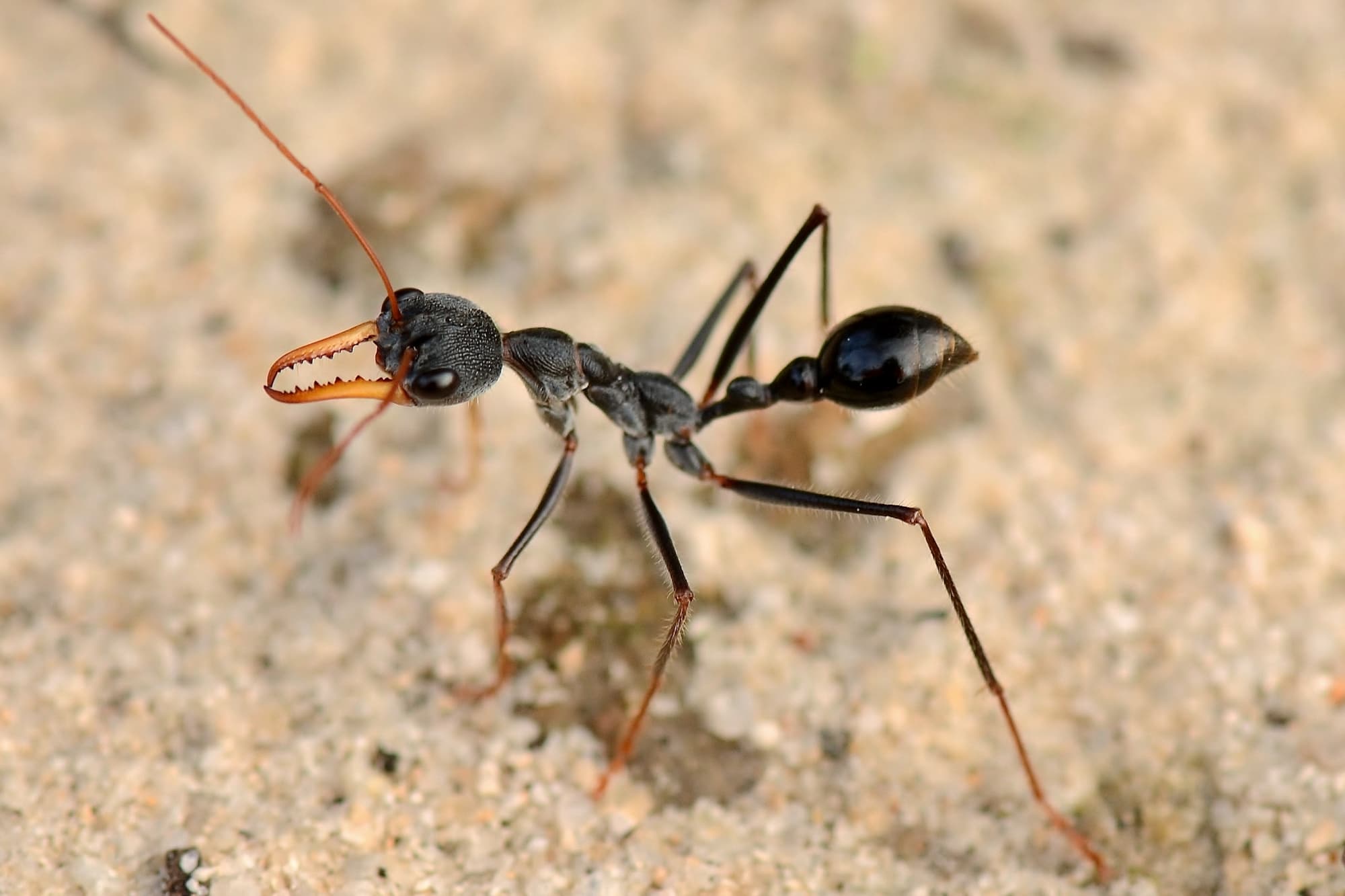 Myrmecia rubripes (Bullant), Munglinup WA © Jean and Fred Hort