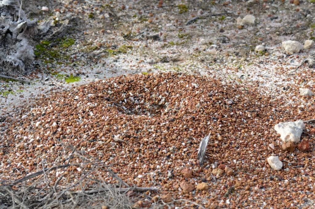 Myrmecia rubripes (Bullant) nest, Munglinup WA © Jean and Fred Hort