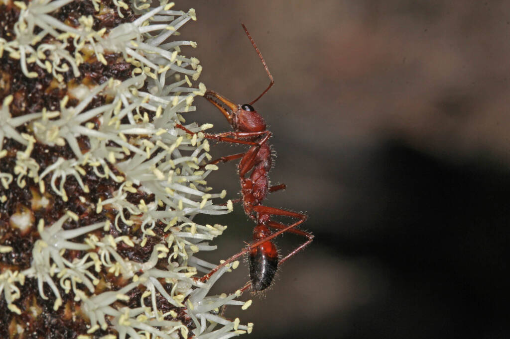 Myrmecia sp (Bulldog Ant) on Grass Tree, Ballandean QLD © Marc Newman