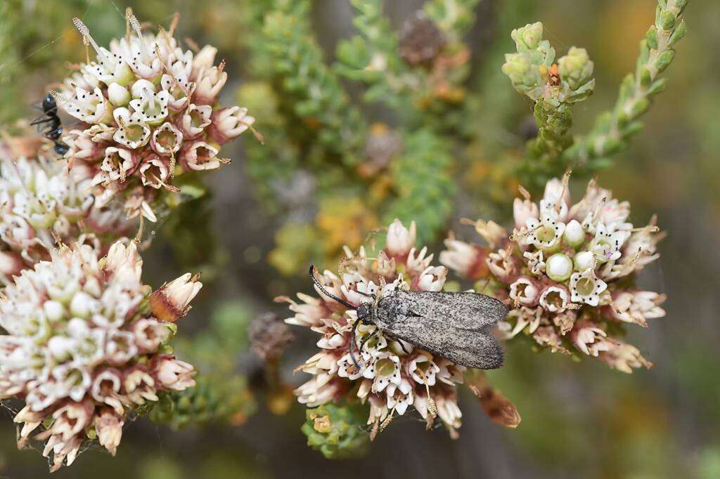 Myrtartona rufiventris (feeding on Darwinia sp Karonie), Waeel WA © Jean and Fred Hort