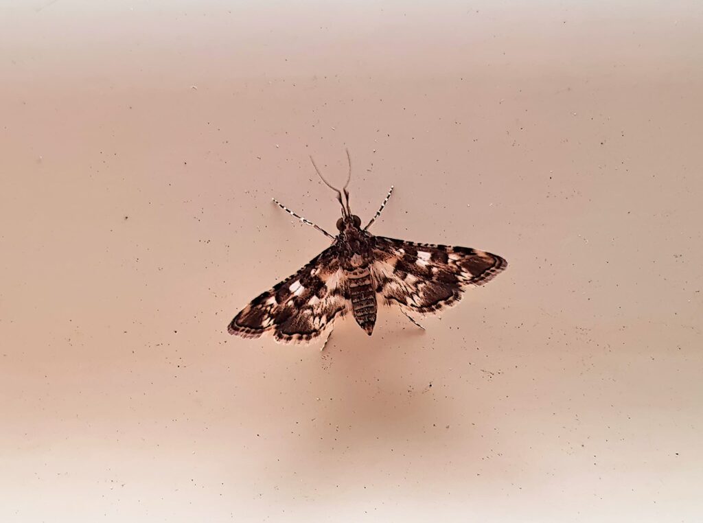Nacoleia megaspilalis, Alice Springs NT