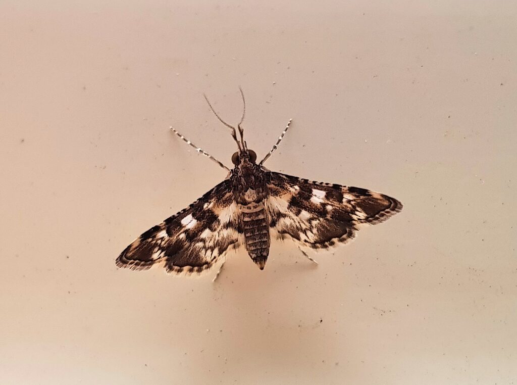 Nacoleia megaspilalis, Alice Springs NT