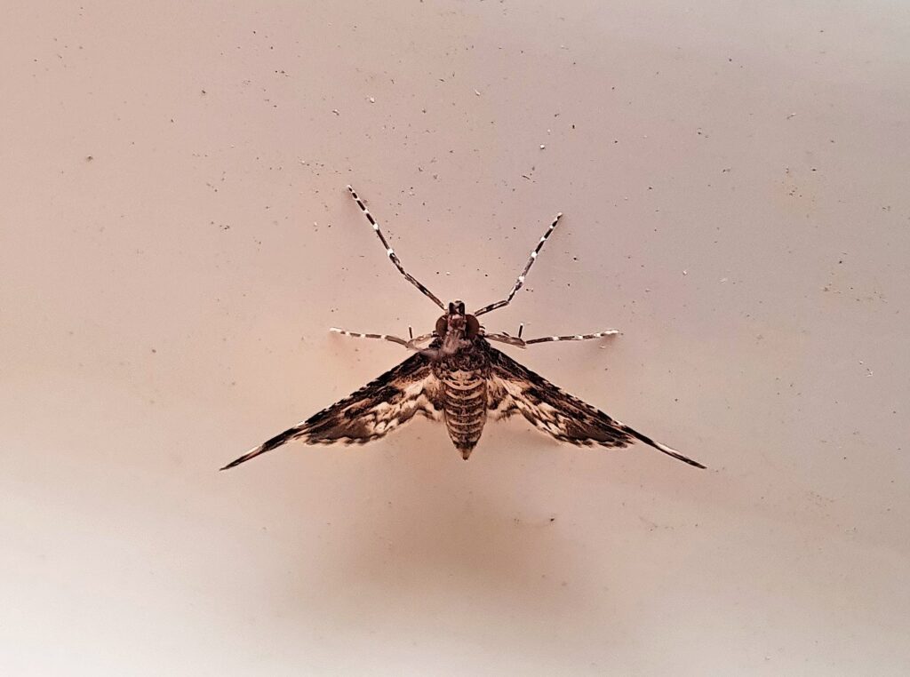 Nacoleia megaspilalis, Alice Springs NT