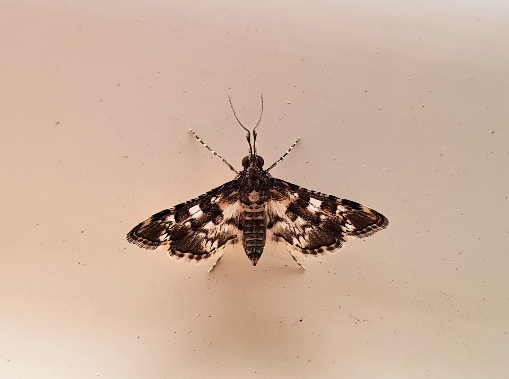 Nacoleia megaspilalis, Alice Springs NT