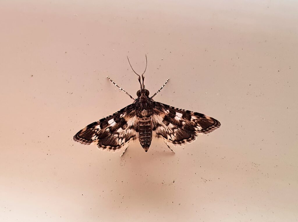 Nacoleia megaspilalis, Alice Springs NT