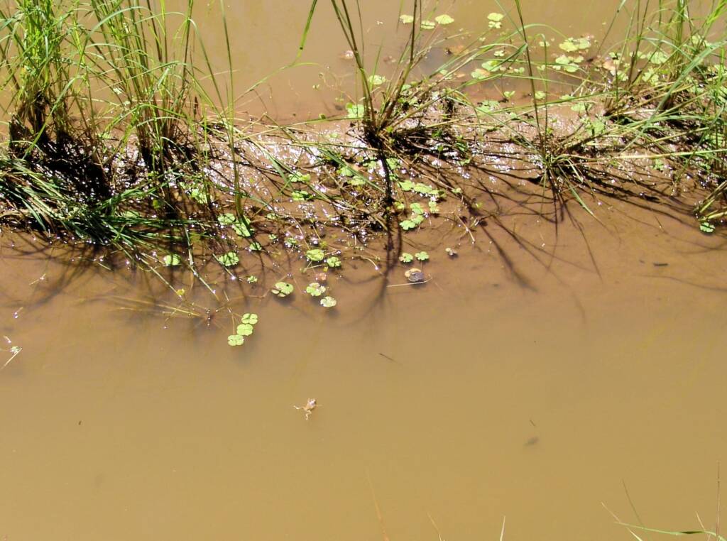 Nardoo and Spencer's Burrowing Frog, Birthday Hole, West MacDonnell Ranges / Tjoritja