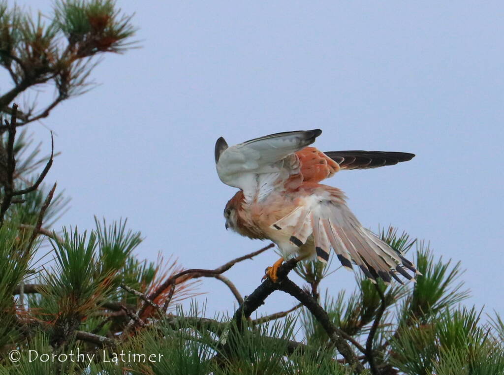Nankeen Kestrel (Falco cenchroides) © Dorothy Latimer