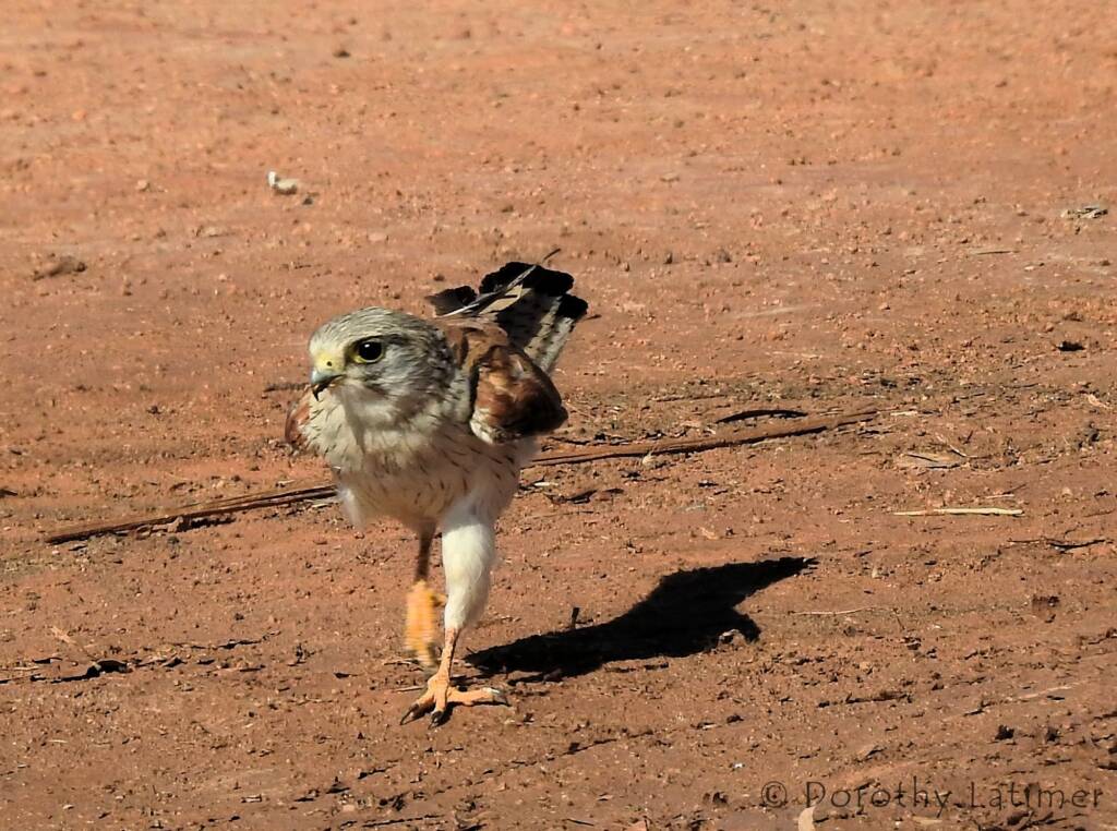 Nankeen Kestrel (Falco cenchroides) © Dorothy Latimer