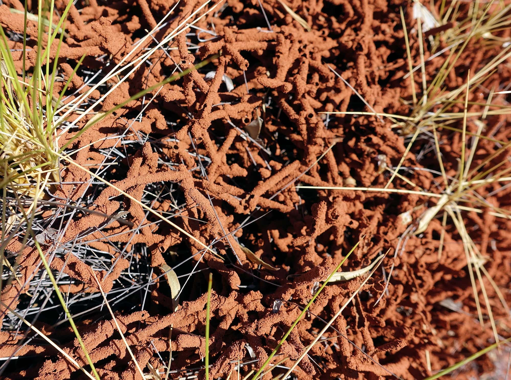 Nasutitermes triodiae creating termite mud tube along the blades of spinifex grass, Palm Valley, Finke Gorge National Park