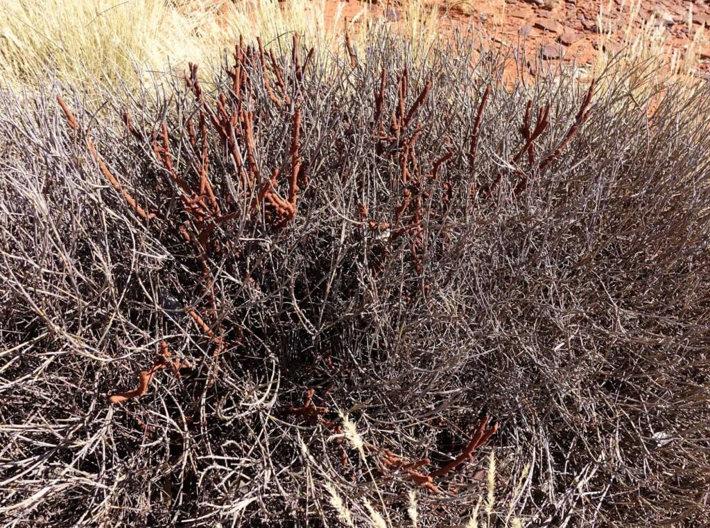 Nasutitermes triodiae creating termite mud tube along the blades of spinifex grass, Palm Valley, Finke Gorge National Park