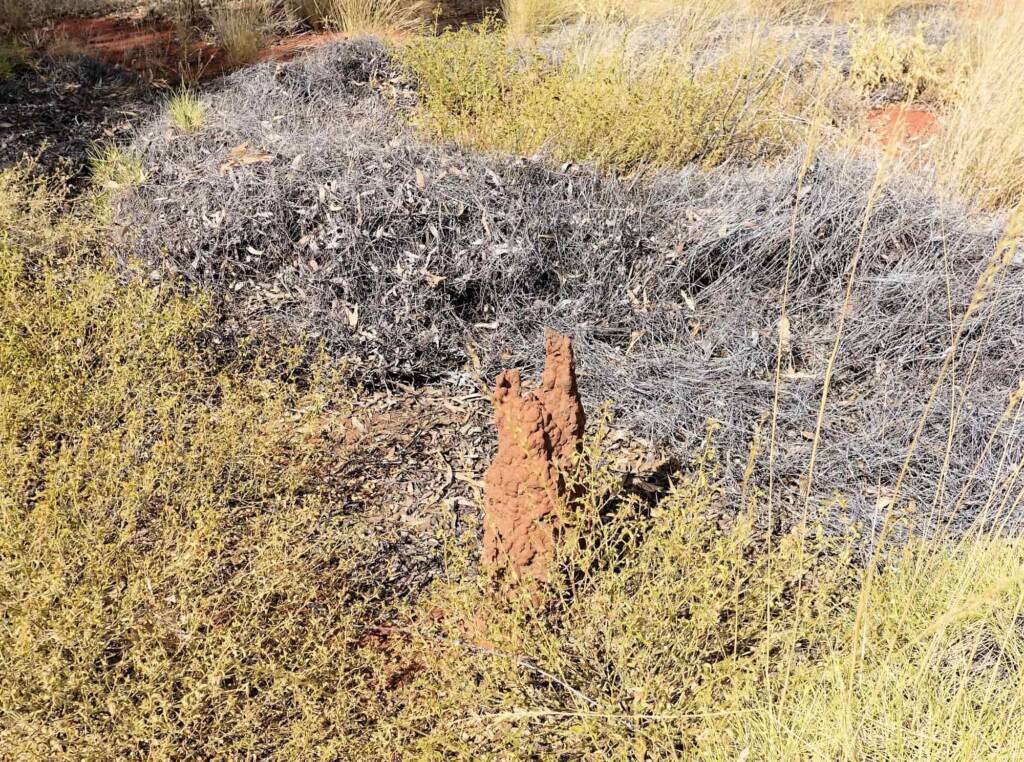 Nasutitermes triodiae termite mound, Palm Valley, Finke Gorge National Park
